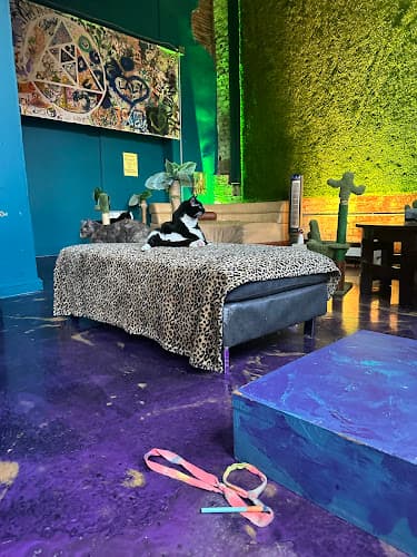 The Frisky Whisker (Whisker Lounge Cat Research and Therapy Center)